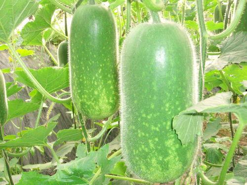 卡兹吃瓜视频大全