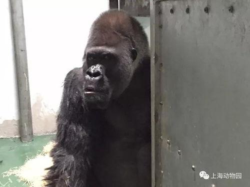 带货吃瓜大猩猩视频,揭秘网红带货背后的趣味与真相