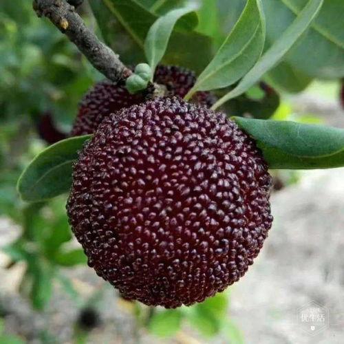 爱种花王大爷吃瓜视频大全,趣味生活瞬间集锦