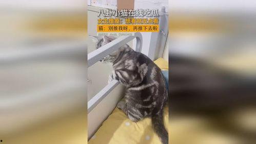 猫咪八卦吃瓜视频下载,揭秘萌宠界的八卦风云