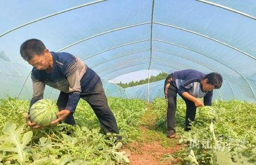 东兴市吃瓜视频,揭秘当地美食文化盛宴