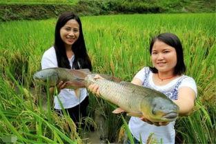 刘大瓜吃稻田鲫鱼视频,刘大瓜稻田鲫鱼美食大挑战