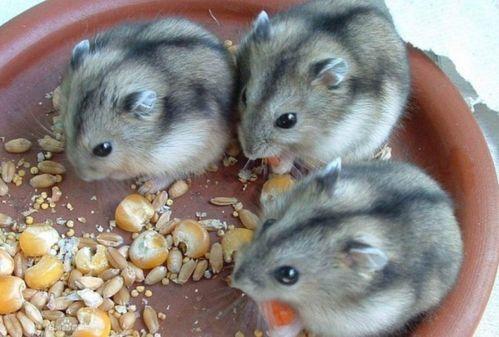 仓鼠吃老瓜虫怎么办视频,应对策略及护理指南