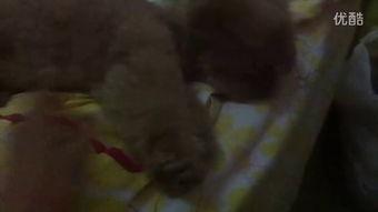 桥姐吃瓜视频,揭秘娱乐圈幕后故事