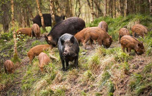 野猪进瓜棚吃瓜视频播放,吃瓜视频引网友热议