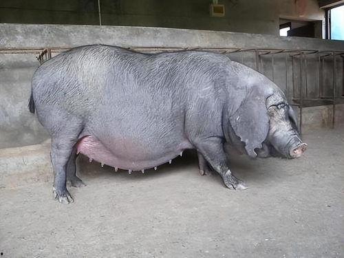 瓜叶可以喂母猪吃吗视频,母猪新食源探索与喂养实践