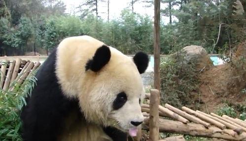 熊猫团子吃瓜视频